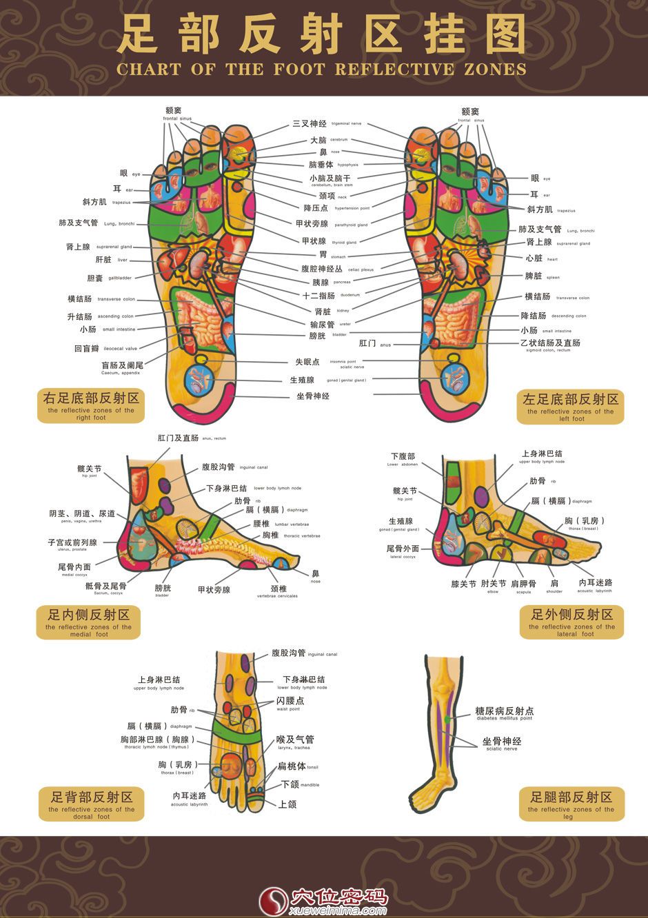 高清脚部反射区图