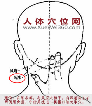 风池穴位置图